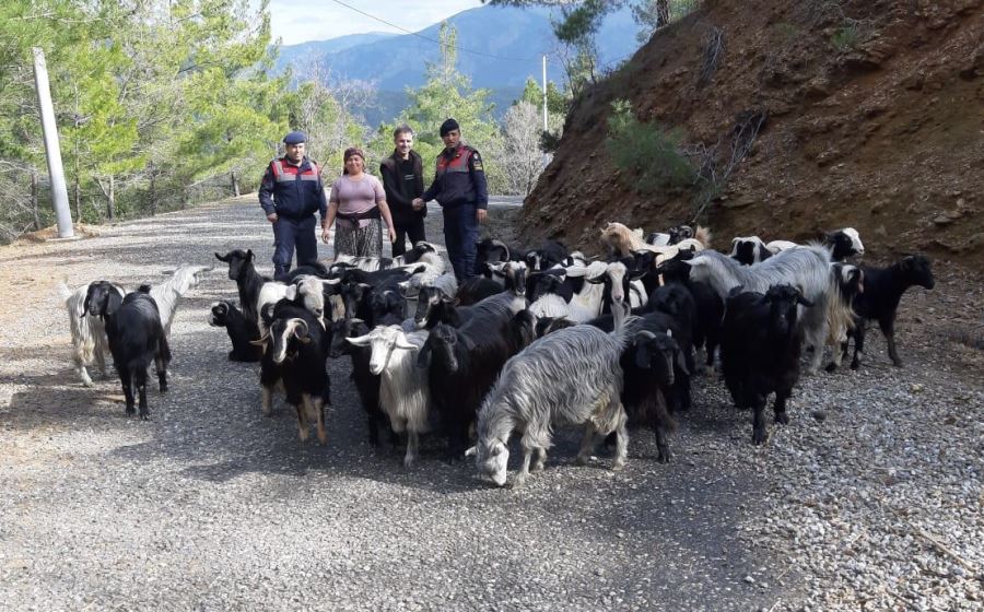 KAYIP KEÇİLERİ JANDARMA BULDU