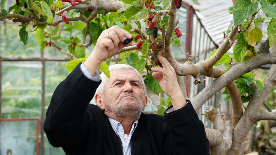 KIŞ ORTASINDA KIRMIZI DUTLAR OLGUNLAŞTI 