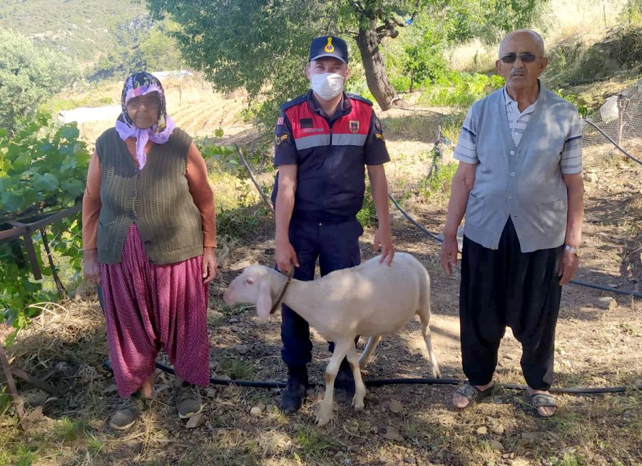 VATANDAŞIN KAYIP KOYUNUN JANDARMA BULDU