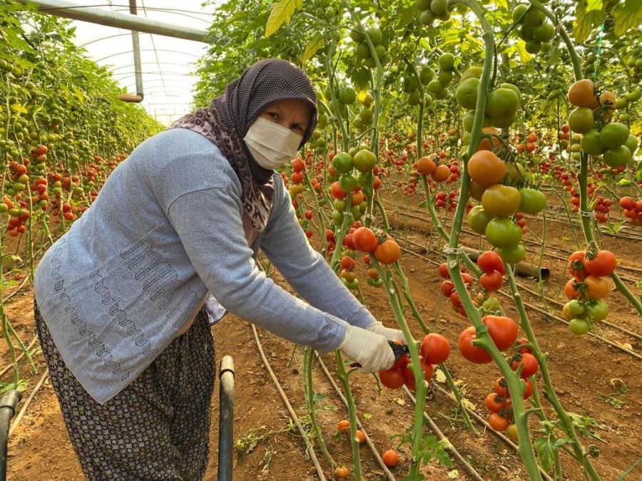 KADIN ÇİFTÇİLER KISITLAMADA DA ÜRETİME DEVAM ETTİ