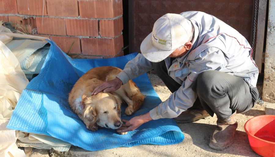 GOLDEN CİNSİ KÖPEK TÜFEKLE VURULDU