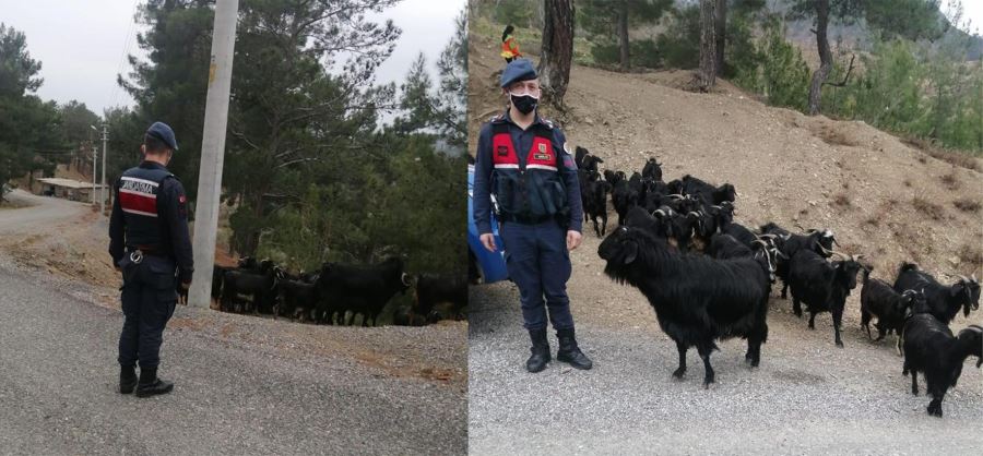 KAYBOLAN KEÇİLERİ JANDARMA BULDU