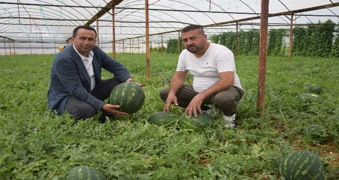 KARPUZ, ÜRETİCİSİNİN YÜZÜNÜ GÜLDÜRDÜ