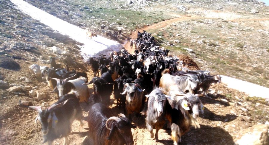 HAVALAR ISINDI, YAYLA GÖÇÜ BAŞLADI