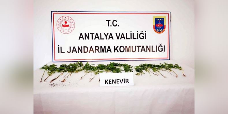 JANDARMADAN KENEVİR BASKINI