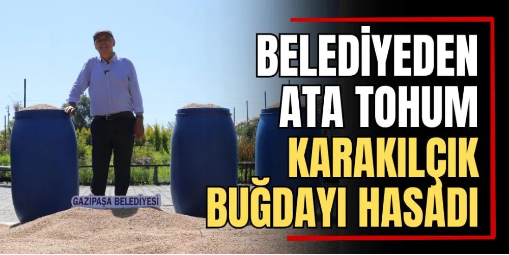 Belediyeden Ata Tohum Karakılçık Buğdayı Hasadı  