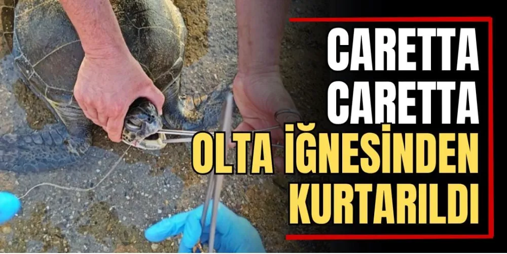 Caretta Caretta, Olta İğnesinden Kurtarıldı 