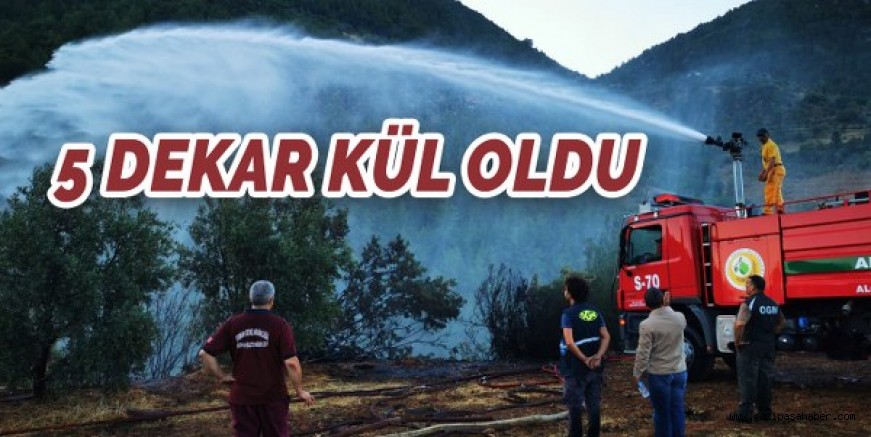 5 DEKAR ALAN KÜL OLDU