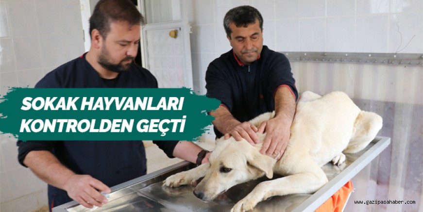 Gazipaşa`da sokak hayvanları sağlık kontrolünden geçirildi