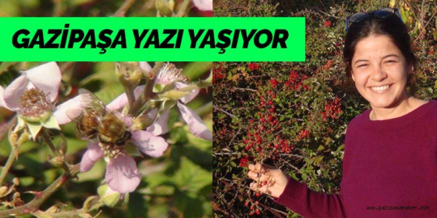 Gazipaşa yazdan kalma günleri yaşıyor