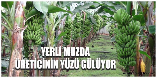 İthal muza getirilen ek vergi yerli üreticinin yüzünü güldürdü  