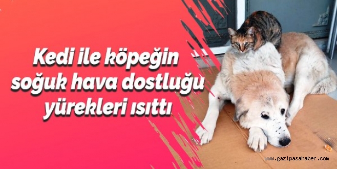 Kedi ile köpeğin soğuk hava dostluğu yürekleri ısıttı