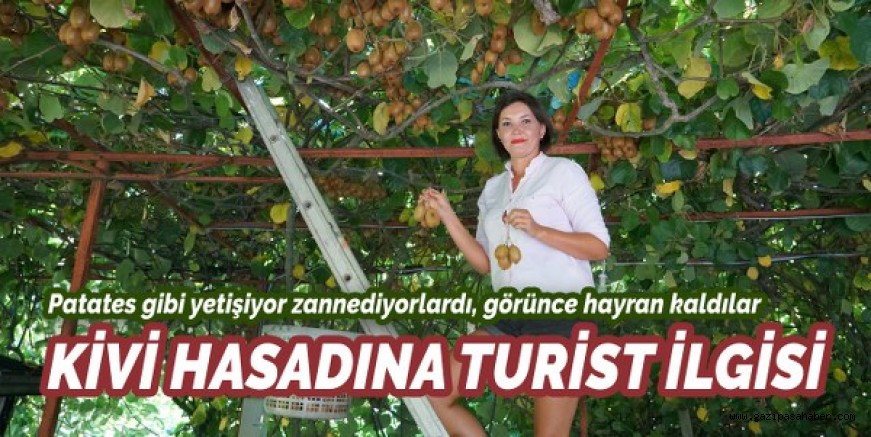 KİVİ HASADINA TURİST İLGİSİ