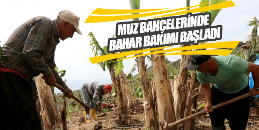 Muz bahçelerine bahar bakımı başladı