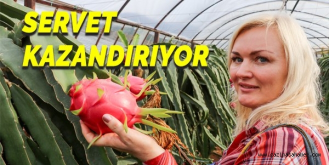 PİTHAYA BAHÇESİ SERVET KAZANDIRIYOR