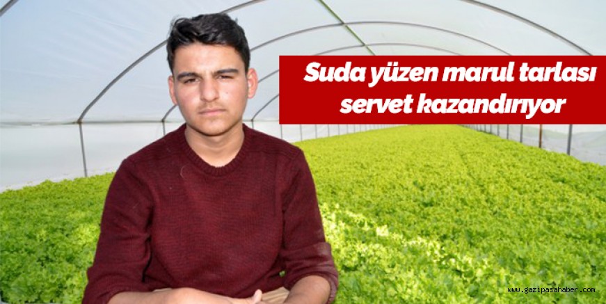 Suda yüzen marul tarlası servet kazandırıyor