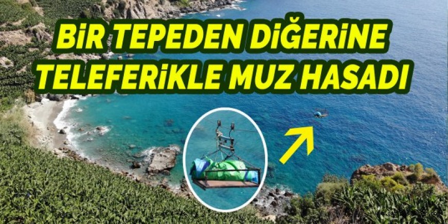 TELEFERİKLE MUZ HASADI