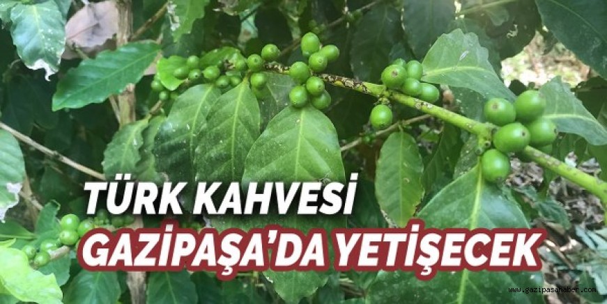 TÜRK KAHVESİ GAZİPAŞA?DA YETİŞECEK