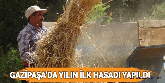 YILIN İLK BUĞDAY HASADI YAPILDI 