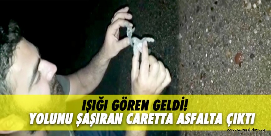 YOLUNU ŞAŞIRAN CARETTA ASFALTA ÇIKTI