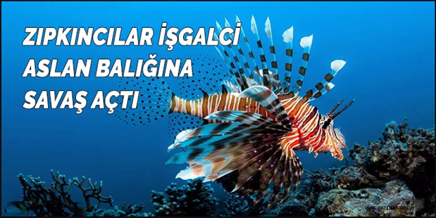 ZIPKINCILAR İŞGALCİ ASLAN BALIĞINA SAVAŞ AÇTI