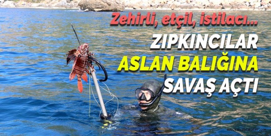 ZIPKINCILAR İŞGALCİ VE ZEHİRLİ ASLAN BALIĞI AVLADI